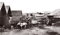 Freight wagons in Athena Oregon